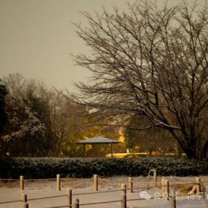 2024東京春雪印象