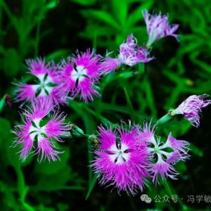 春天的花卉印象