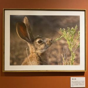 “野驴之父”——冯刚故乡行野生动物摄影作品展在沪郊廊下举行 ...