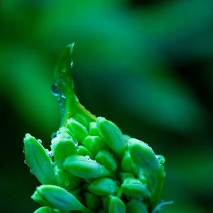 百子蓮印象