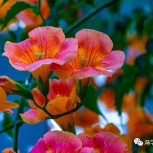 散步印象＂凌霄花＂
