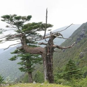 第五届中国摄影年度排行榜上榜结果公布