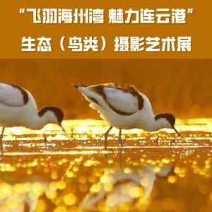 征集 | “飛羽海州灣 魅力連云港”生態（鳥類）攝影藝術展