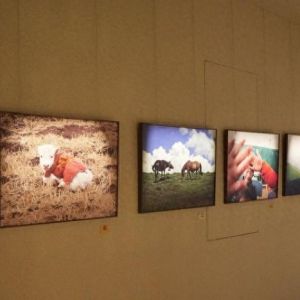 “你看有光”公益摄影展在郑州开展