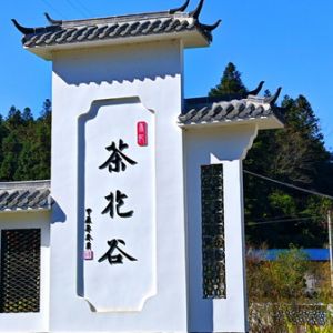 探访福建将乐香妃茶花谷