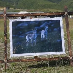 “山河共护·同心筑梦”川甘青影像薪传展在阿坝县举行，三地共绘山河同心画卷 ...