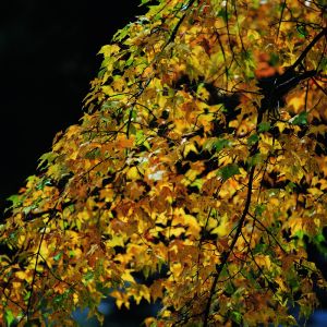 川西十日（3）