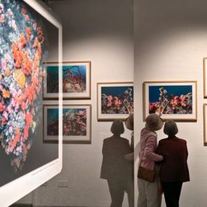 “探秘萬(wàn)山群島”海底攝影展珠海開(kāi)幕 聚焦珊瑚生態(tài)繪就深藍(lán)生命畫卷 ...