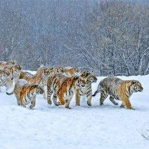 2025金獅國際攝影沙龍巡回賽（馬來西亞）結果揭曉