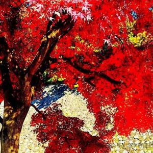 【銀光五色好個秋--記2025年在日華人攝影交流協(xié)會秋景紙面展之二】（6） ...