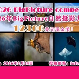 12300美元現(xiàn)金獎(jiǎng)！2026年BigPicture自然攝影大賽