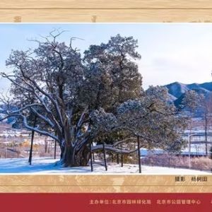 “千年古樹耀京城——古樹攝影展”亮相景山公園