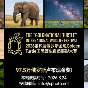 97.5萬俄羅斯盧布現金獎！2026第19屆俄羅斯金龜Golden Turtle國際野生自然攝影大賽 ...