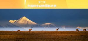第三屆中國野生動物攝影大展