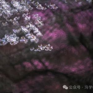 【2026櫻花印象】（435）