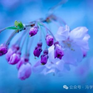 【 春之聲印象 】（436）