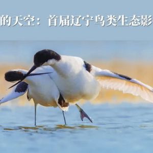 征集 | 共同的天空：首届辽宁鸟类生态影像展