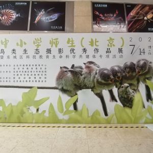 北京中小学师生鸟类生态摄影优秀作品首次公开展出