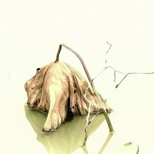 不一樣的荷境