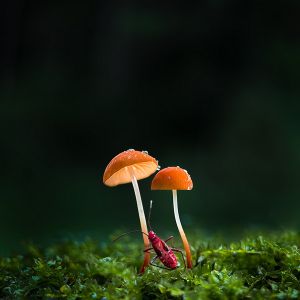 谭伟华获奖！ 2026自然世界四站巡回摄影展（意大利）结果揭晓 ... ... ...